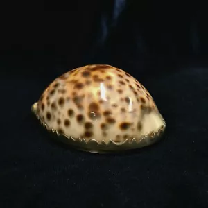 Georgian Era Antique Tiger Cowrie Shell Snuff Box with Patterned Edge - Picture 1 of 8