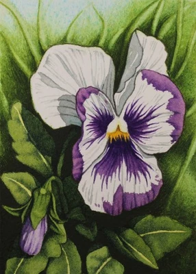 White And Purple Pansy Flower, ACEO Art Original, Watercolor, Signed, 2.5x3.5 In - Image 1 of 3