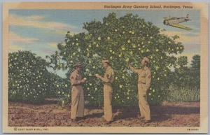 Soldiers Pick Grapefruit, Harlingen Army Gunnery School TX, 1942 postal de lino - Imagen 1 de 2