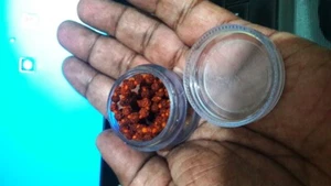 Raro Diminutas Cuentas de Oración Rudraksha mala Rosario en Caja 3-4 mm japa 108+1 Anudado - Imagen 1 de 2