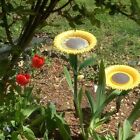 Sunflower Shape Bird Water Container Plastic Hummingbird Feeder  Outdoor
