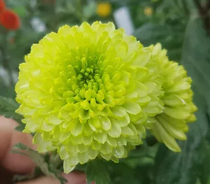 Green Limoncello Chrysanthemum x 1 Plant - Perennial Cut Flowers Cottage Garden - Picture 1 of 6