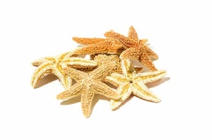 NessaStores Sugar StarFish Sea Shell Wedding Real Craft 1 - 2" (6 pcs) #JC-055 - Picture 1 of 4
