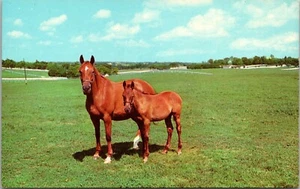 Mutter und Sohn Kentucky Vollblüter Kentucky Chrome Postkarte B9 - Bild 1 von 2