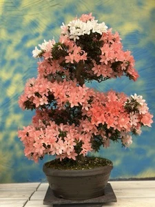 Joe Bonsai Azalea Satsuki Variedad "Shin Nikko" 30 Años Cuenco Tokoname Nuevo - Imagen 1 de 13