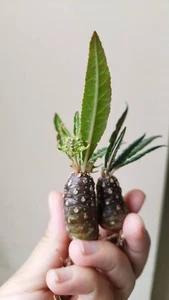 Fresh Seeds Dorstenia lancifolia , caudex , Rare shape Dorstenia - Picture 1 of 11