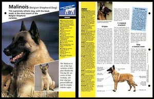 Malinois (Belgian Sheepdog) - Breed - Dogs Of The World Atlas Fact File Card - Picture 1 of 1