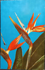 Bird Of Paradise Hawaii Vintage Postcard Color Card Mike Roberts