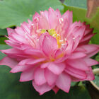 2 packs Lotus Seeds Nelumbo Nucifera Aquatic Water Plant Pond Bonsai Flowers