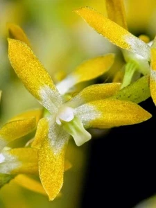 Fragrant Orchid Species Dendrochilum pallidiflavens. Orange Creamsicle Smell! - Picture 1 of 4