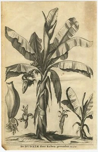 Antique Print of the Dudaim or Mandrake (1729) - Picture 1 of 1