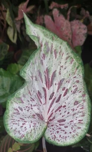 @ (◕‿◕)\\@ Caladium Gingerland Buntwurz, Buntblatt, Kaladie, Elefantenohr L. - Bild 1 von 1