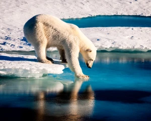 Polar bear at the Arctic 8"x10" Photograph Print 8x10 - Picture 1 of 3
