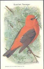 Church & Dwight - Useful Birds of America, 9th Series - 11 - Scarlet Tanager