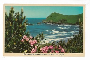 VTG Post Card Beautiful Rhododendrons and the Blue Pacific