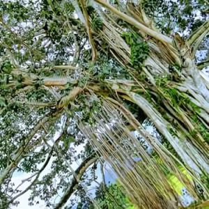 Ficus benghalensis Nuga Maha Nuga Tree Ceylon Sri Lanka Live Plants (no Pot) - Picture 1 of 7