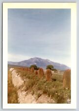 Found Photo Roadside Cactus along Highway 57 Mexico 1960s Mountain Background