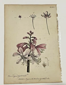 Flowering Rush Faxinella1700s Vintage Botanical Print Hand Illustrated F. Nodder - Picture 1 of 6