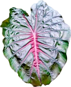 Colocasai Pink Horizon especie esculenta nuevo HB oreja de elefante fitocertificado gratuito - Imagen 1 de 8