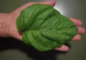 BASILICO GIGANTE - GIANT BASIL, 50 SEMI AL MIGLIOR PREZZO - Foto 1 di 1