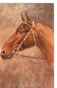 Postal original vintage - caballo - Imagen 1 de 2
