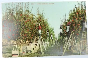 Apfelgarten Oregon Pflücken Vintage Postkarte gebraucht unbesendet Bäume Ernte Leiter - Bild 1 von 6