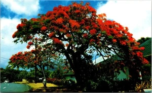 Postcard Royal Poinciana Honolulu Hawaii - Picture 1 of 2