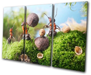Humour Cracking Nuts TREBLE Leinwand Wand Kunst Bild drucken - Bild 1 von 1