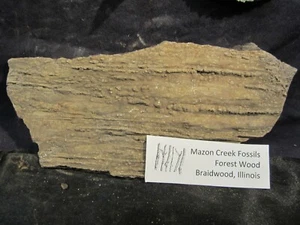 Mazon Creek Fossils Large Piece of Wood - Picture 1 of 6