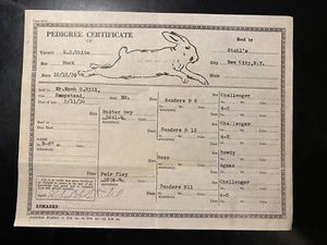 1938 Bunny Rabbit Pedigree Certificate Stahl's New York City NZ White Rare - Picture 1 of 4