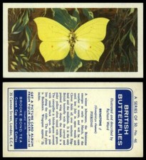 Brimstone #46 British Butterflies 1963 Brooke Bond Tea Card
