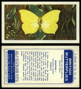 Brimstone #46 British Butterflies 1963 Brooke Bond Tea Card