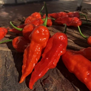 Bhut Jolokia Ghost Pepper 30 Seeds Super Hot Chilli | Extreme Heat 1,000,000 SHU - Picture 1 of 5
