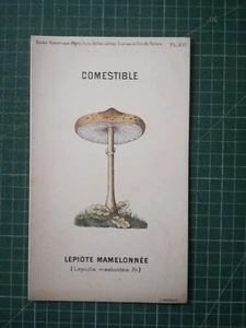 yv080 mycologie dessin champignon J Poirault circa 1910 Lépiote mamelonée - Imagen 1 de 2