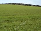 Photo 6x4 Winter sown crops near Puddletown Athelhampton A field of winte c2009
