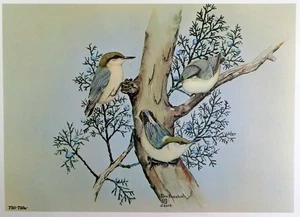 Rex Brasher Bird Print, Pigmy Nuthatch on Colorado Red Cedar, 16x12 in. - Picture 1 of 3