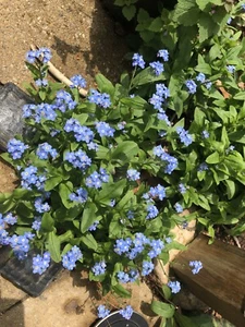 Forget Me Nots BLUE Perennial Flowers Re-Blooming, 200 fresh homegrown seeds. - Picture 1 of 8