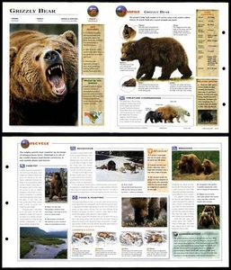 Grizzly Bear #20 Mammals - Wildlife Explorer Fold-Out Card - Picture 1 of 1