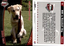 Bob the Baseball Dog 2008 Grandstand Altoona Curve #NNO Card *AutographDen*