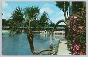 Post Card The " Lucky Palm " Silver Springs, Florida J20 - Picture 1 of 2