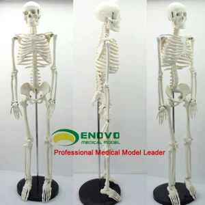 33"/85cm Human Anatomical Anatomy Skeleton Medical Teaching Model +Stand Fexible - Picture 1 of 12