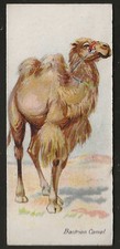 PLAYERS-WILD ANIMALS OF THE WORLD 1901 (NARROW NO LTD)-#04- BACTRIAN CAMEL