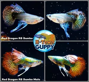 5 PAIR - Live Aquarium Guppy Fish High Quality - Red Dragon Ribbon BDS Big Ears - Picture 1 of 3