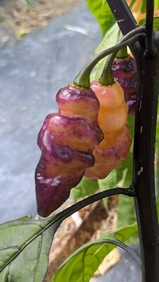 Pimenta Jolokia Pink Ice (Pink Ghost Pepper) Super Hot Seeds Rare 1,000,000 SHU - Image 1 of 4