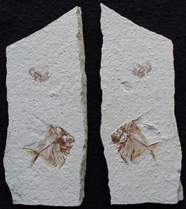 Pharmacichthys 32 - Both Sides + Eyrma Lobster - Cretaceous Fossils Lebanon - Picture 1 of 6
