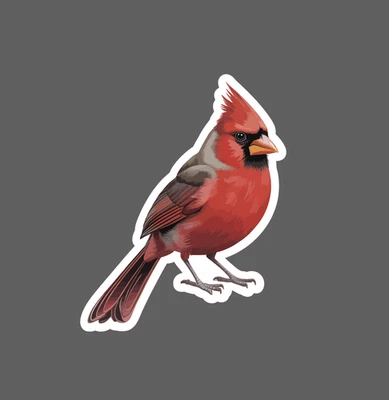 STICKER DYNASTY Cardinal Sticker Waterproof Decal Bird Animal Outdoor Wildlife Nature Gift NEW