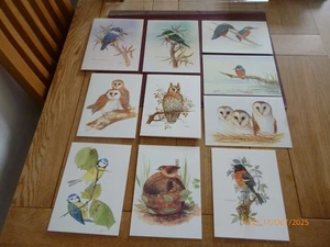 BIRDS KINGFISHER, BARN OWL, BLUE TITS, WREN, BULLFINCH BLANK CARDS *NO ENVELOPES - Picture 1 of 13