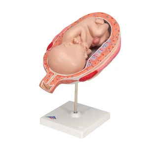 3B Scientific Fetus Model, 7th Month L10/8 - Photo 1/3