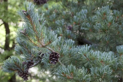 Pinus parviflora 'Glauca', Japanische Kiefer, blaugrün, 25–30 cm - Bild 1 von 4