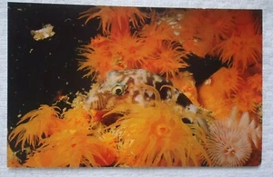 Puffer Fish Sharpnosed Unused Postcard - Picture 1 of 2